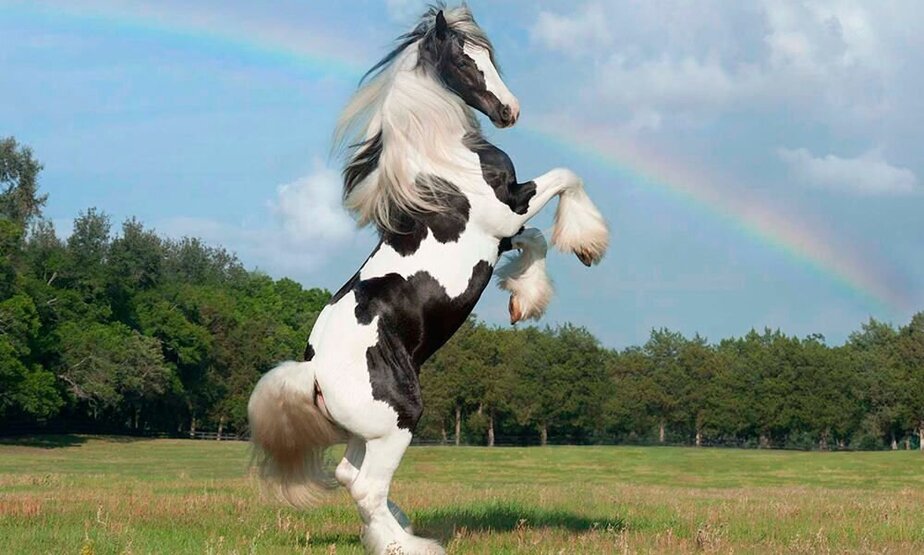 جیپسی وانر یک اسب خونسرد بومی بریتانیا است. آن را با حجم زیاد موی موجود بر روی سم ها و موهای موج دار بلند می شناسند