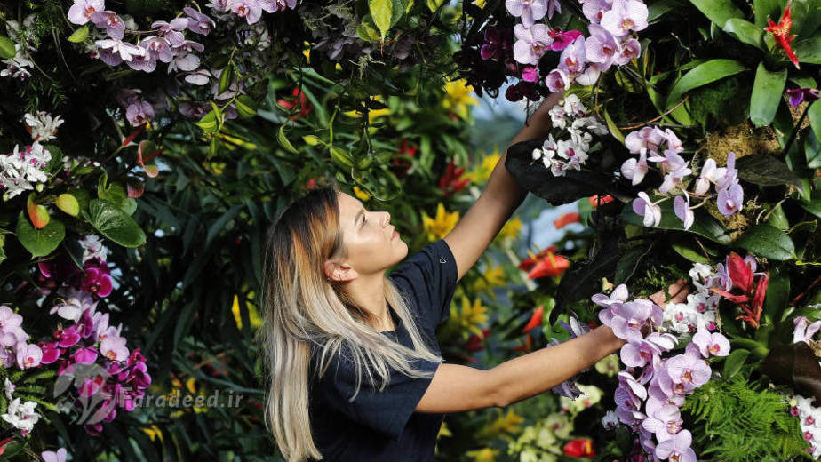 جشنواره سالانه گل‌های ارکیده در لندن