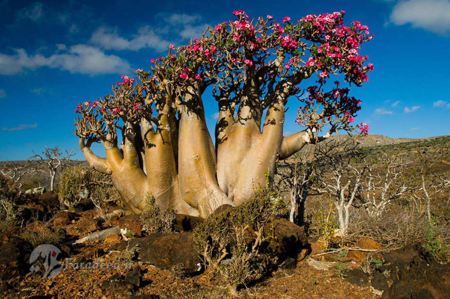 پوشش گیا‌های منطقه