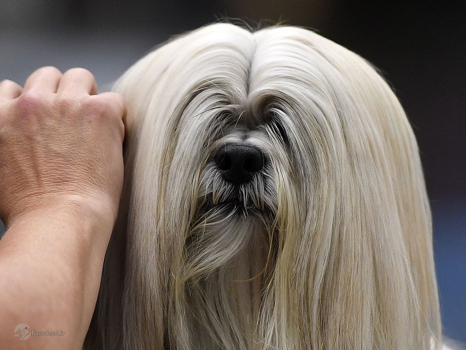 آلمان| سگی که برای مسابقه نمایش سگ‌ها در دورتموند آماده می‌شود