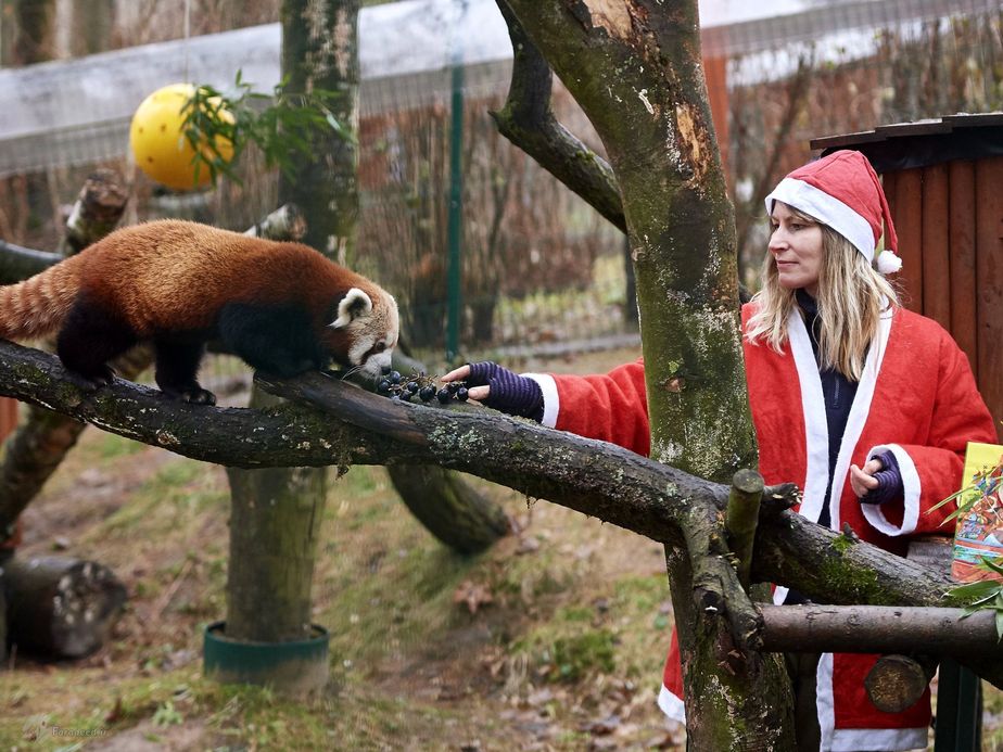 پاندای قرمز و هدیه کریسمس بامبو و انگور در لهستان