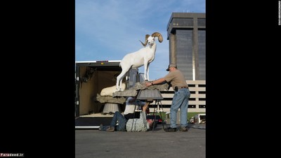 تونی گربوفسکی «گوسفند دال» را آماده می‌کند.