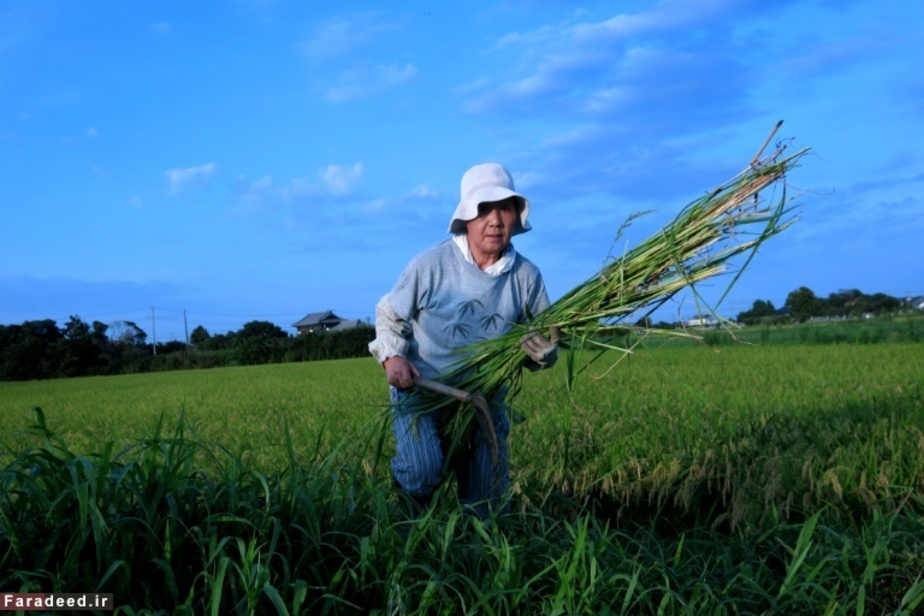 کشت برنج در ژاپن