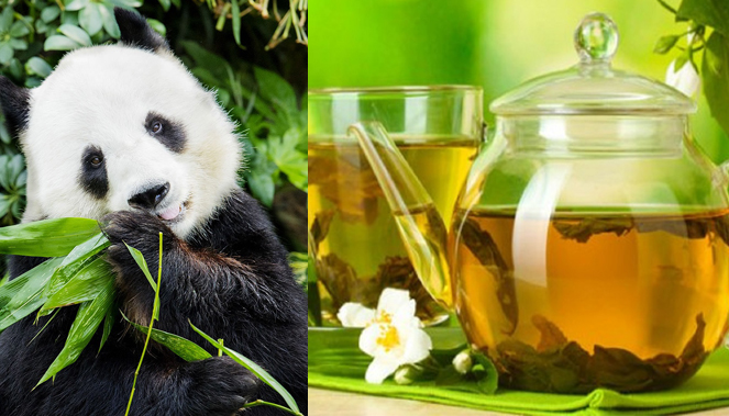 چای مدفوع پاندا،گرانترین چای جهان!