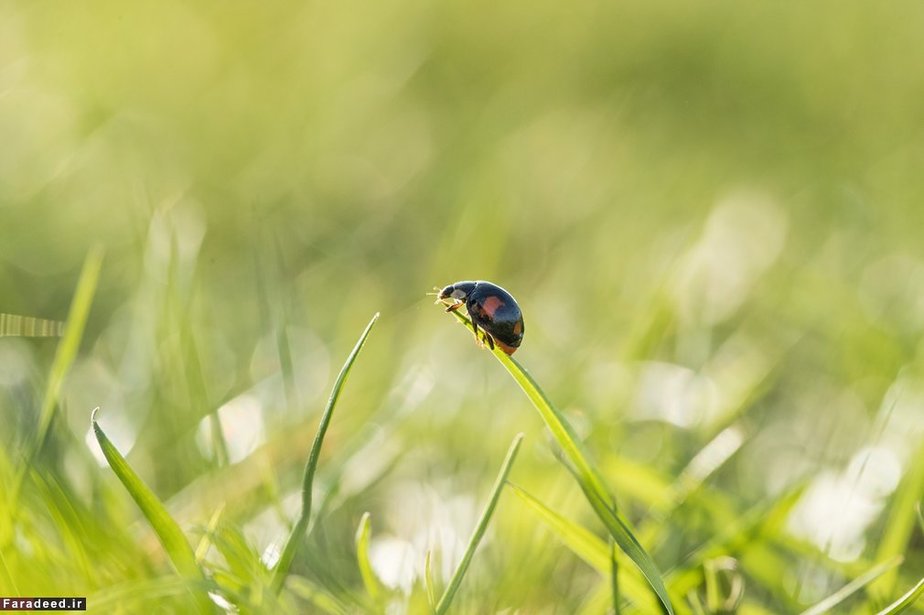 کفشدوزک آماده پرش؛ لندن