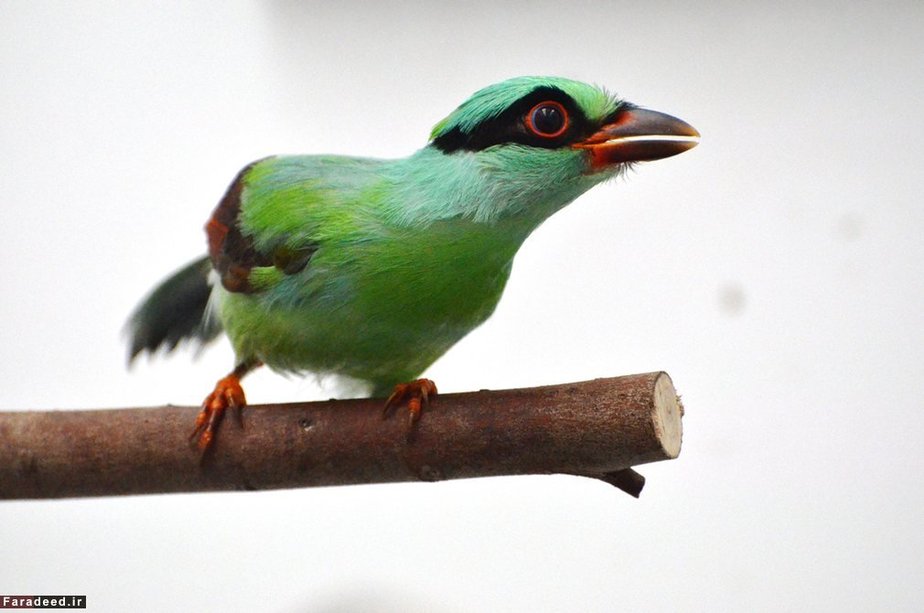 زاغی سبز جاوه در باغ‌وحش چستر انگلیس