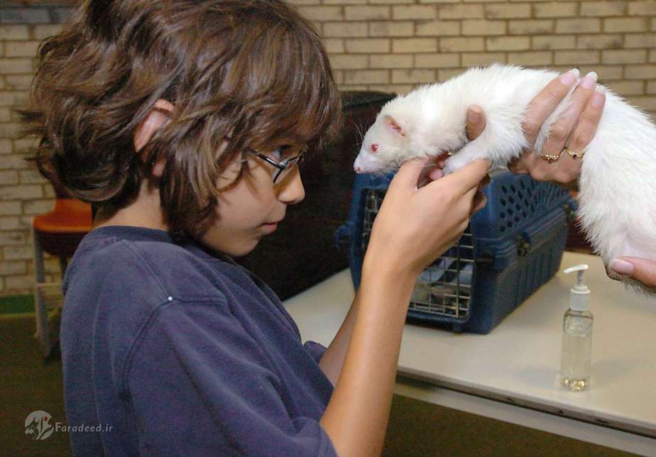 راسو (موش خرما)