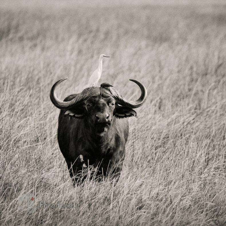 بوفالو و سار آفریقایی 
