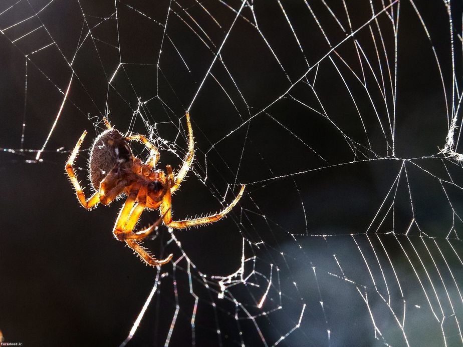 عنکبوت در منطقه روستایی تگزاس