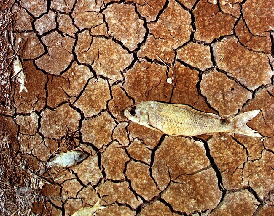 ماهی مرده بر اثر اسید سمی ریخته شده در دریای اسپانیا