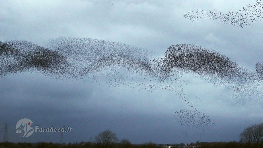 نظرات مختلفی راجع به تجمع این پرندگان با این الگو (