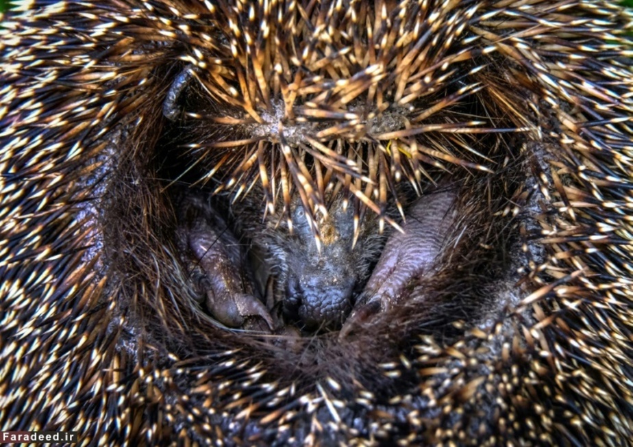 جوجه تیغی در باغ‌وحش مسکو