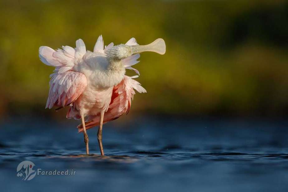 بهترین پرتفولیو یا نمونه اثر؛ منقار قاشقی اثر عکاسی از جمهوری چک پتر بمبوسک