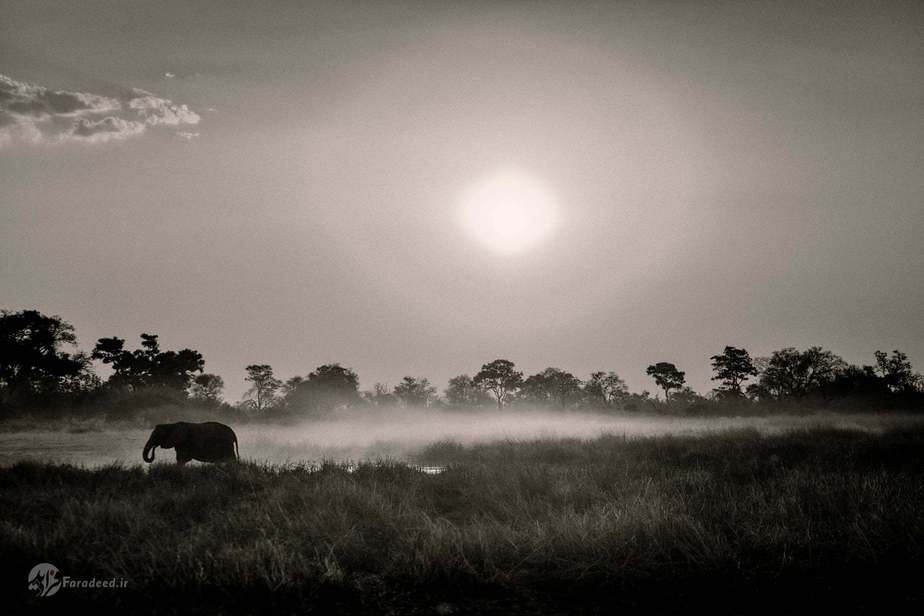 یک فیل تنها هنگامِ طلوع خورشید 