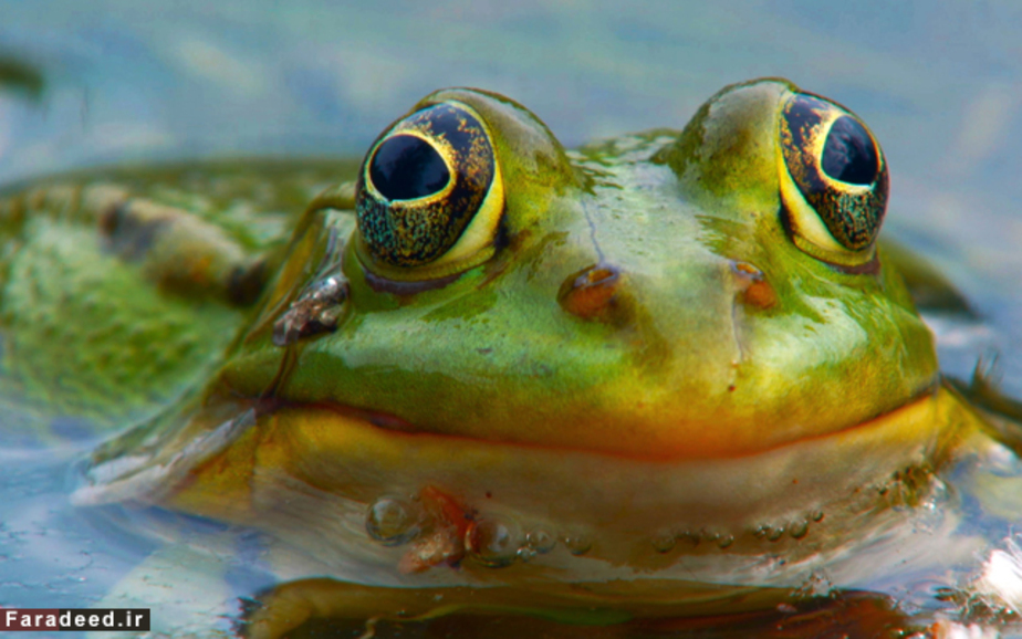 قورباغه مرداب، رود دانوب، رومانی