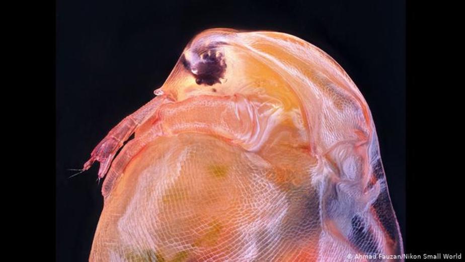عکسی از دافنی (Daphnia) از شاخه بندپایان و راسته سرونیان که با نام‌های شپش آبی آب‌های شیرین و کک آبی هم شناخته می‌شود. این عکس ۱۰ برابر بزرگتر شده است