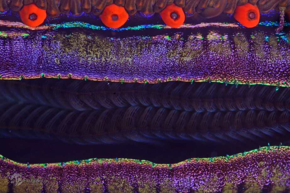 حلزونی که در میان سنگهای مرجانی در دریای سرخ زندگی میکند