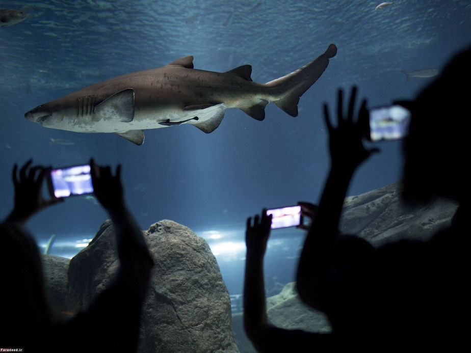 عکس از کوسه خاکستری در آکواریوم ریودوژانیرو