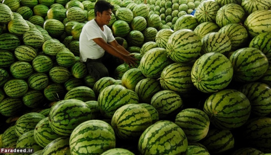 هندوانه حاوی 91.5 درصد آب می باشد.